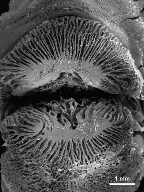 This scanning electron microscope image shows a close-up of the mouth of a tubelip wrasse with self-lubricating lips. Image: Victor Huertas and David Bellwood